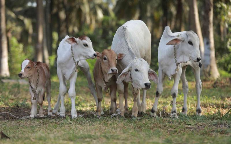 Group of rescued calves at Dakshin Vrindavan, available for adoption