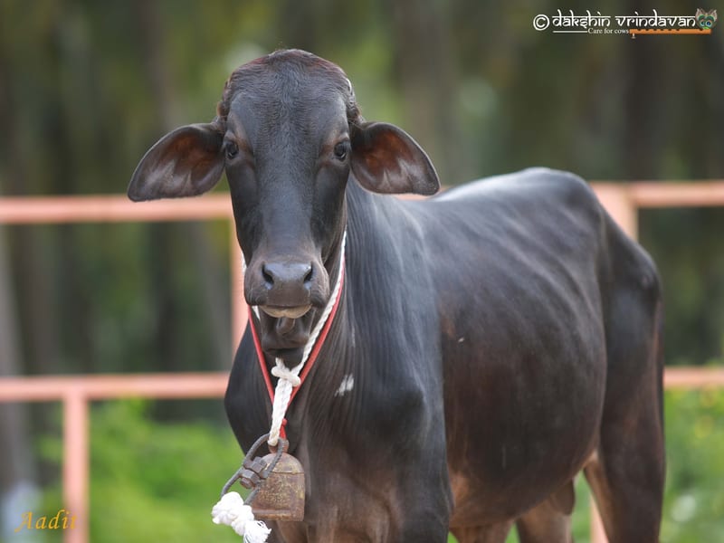 Aadit, a rescued cow at Dakshin Vrindavan