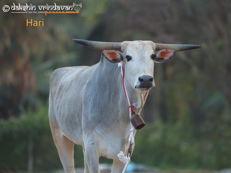 Hari, a rescued cow at Dakshin Vrindavan