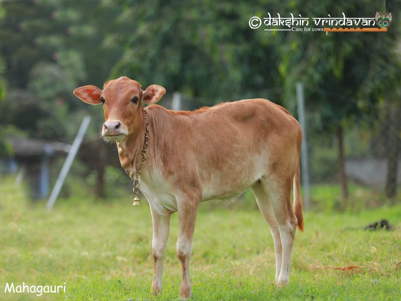 Mahagauri, a rescued cow at Dakshin Vrindavan