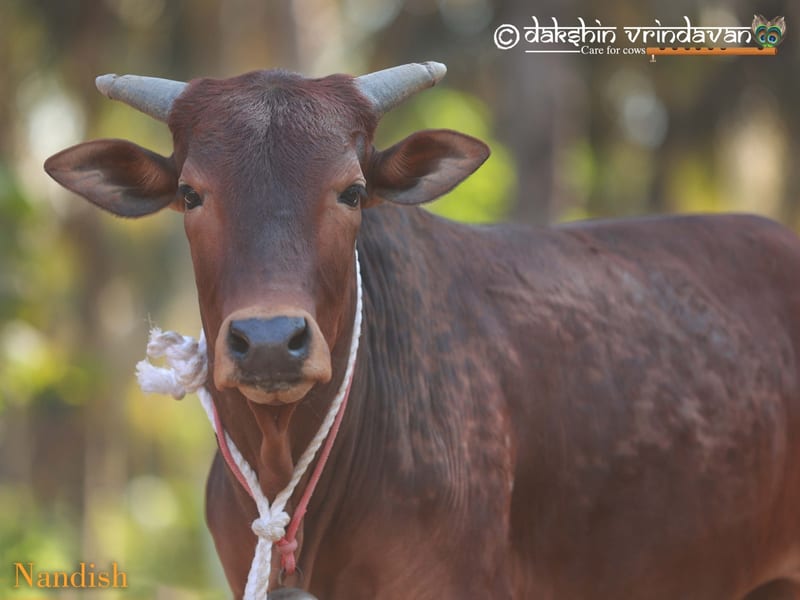 Nandish, a rescued cow at Dakshin Vrindavan