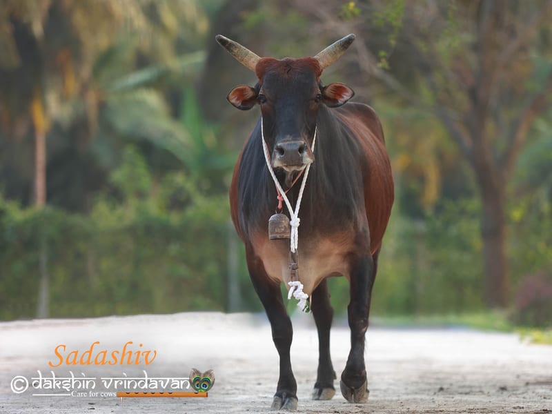 Sadashiv, a rescued cow at Dakshin Vrindavan