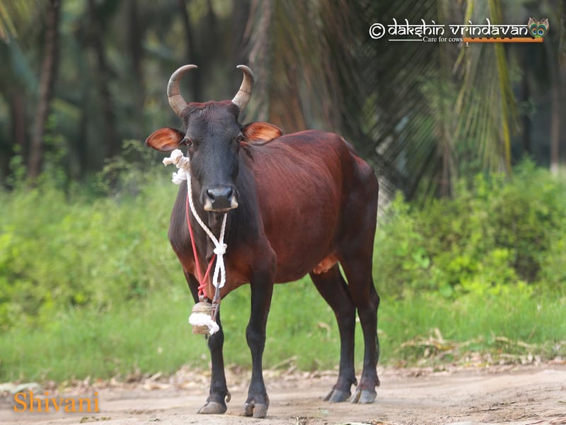 Shivani, a rescued cow at Dakshin Vrindavan