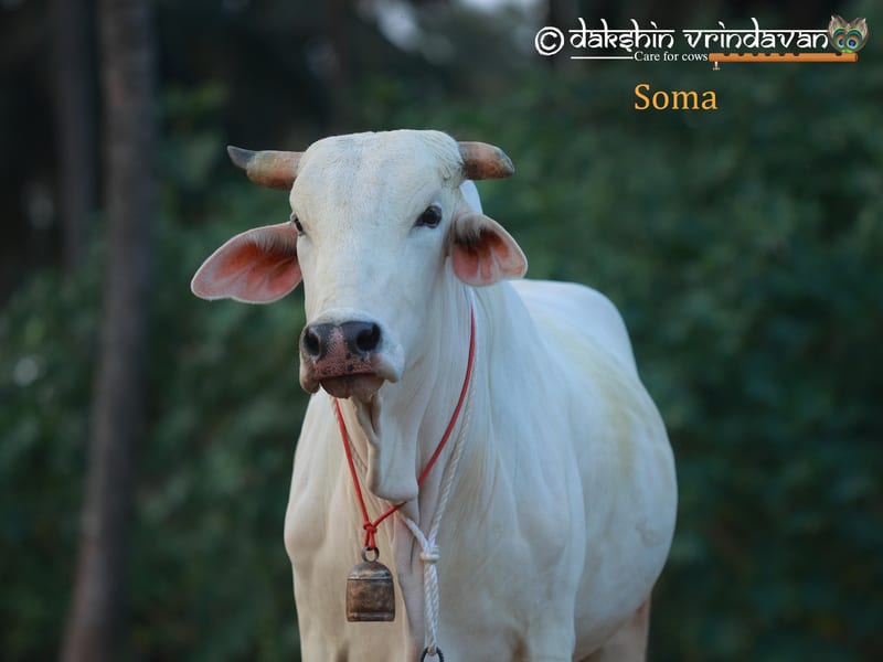 Soma, a pale-coated bull born at the Dakshin Vrindavan gaushala in 2019