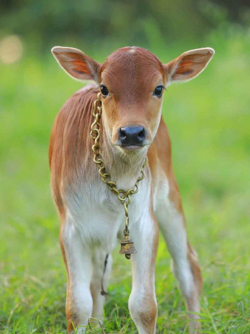 A rescued cow at the Dakshin Vrindavan gaushala in Eruthempathy, Kerala