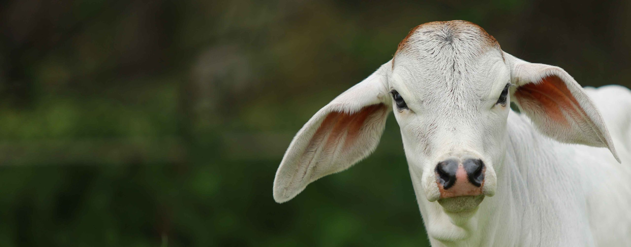 A rescued white calf in the green pasture at Dakshin Vrindavan gaushala