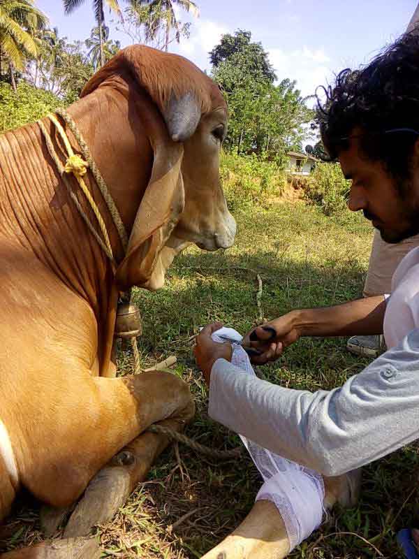 Veterinarian providing medical care to a rescued cow