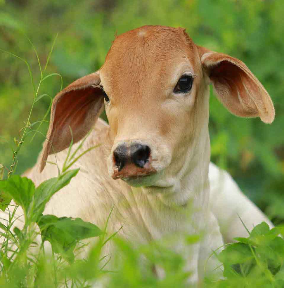Vehicular accident victim cow recovering at the gaushala