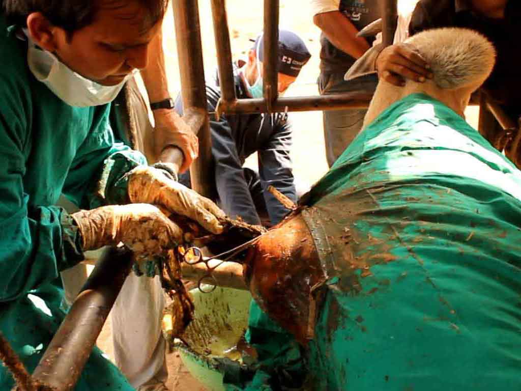 Rumenotomy surgery removing plastic from a cow's stomach