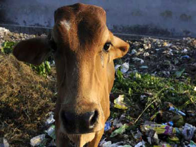 Abandoned street cow being rescued