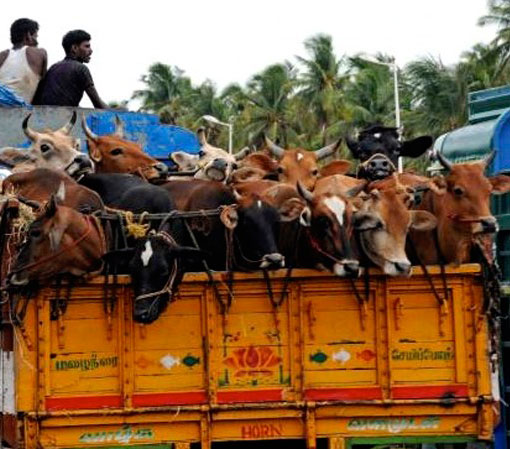 Cows rescued from illegal transport vehicles